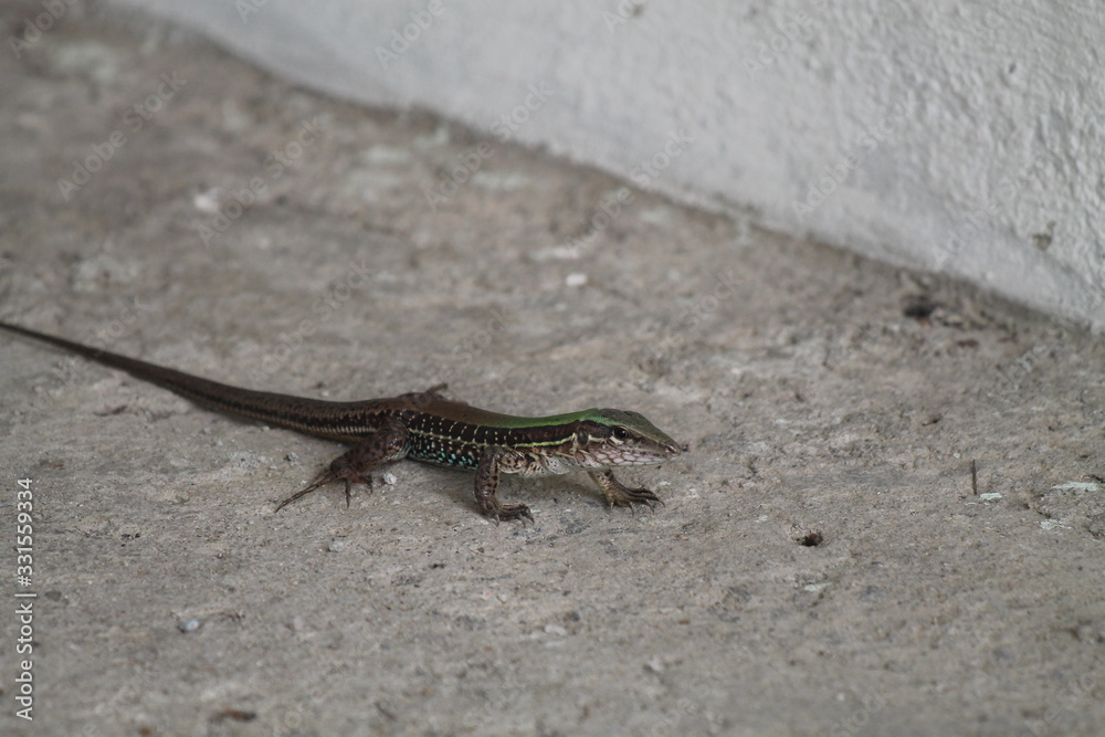 o lagarto o lagarto