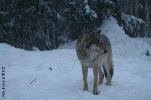 Wolf in snow winter pine forest with a man © adventure