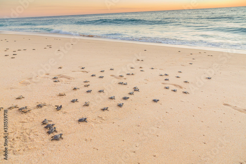 Baby turtles on beach crawling out to sea at sunset. Baby turtles are dark black and grey.