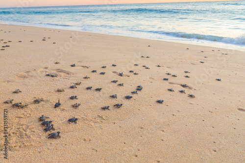 Baby turtles on beach crawling out to sea at sunset. Baby turtles are dark black and grey.