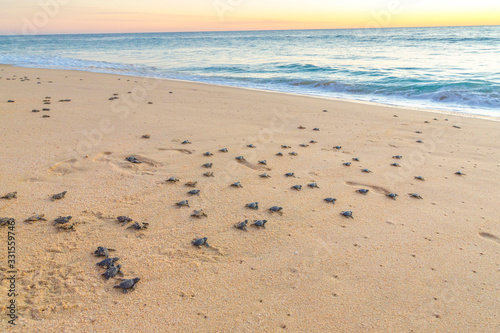 Fototapeta Naklejka Na Ścianę i Meble -  Baby turtles on beach crawling out to sea at sunset. Baby turtles are dark black and grey.