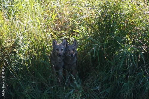 Pack of young wolves cubs near river