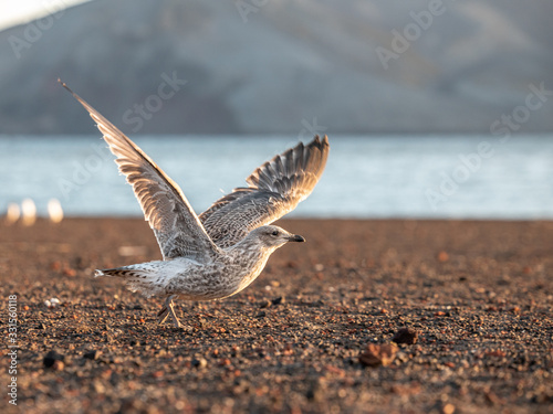 Möwe beim Abheben