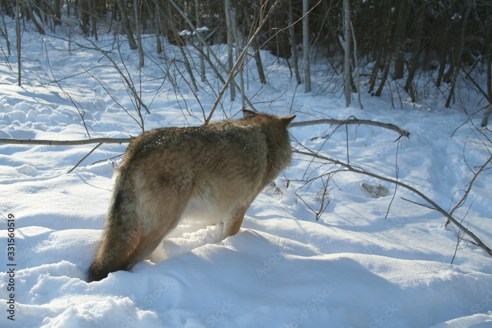 Fototapeta premium Wolf trying to catch mouse in deep snow