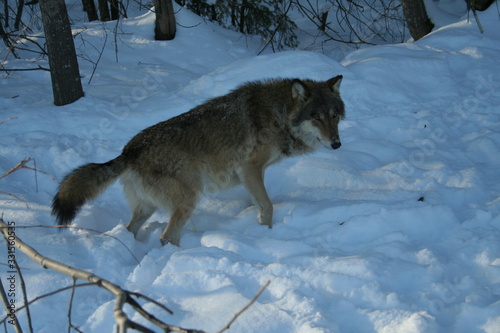 Wolf trying to catch mouse in deep snow