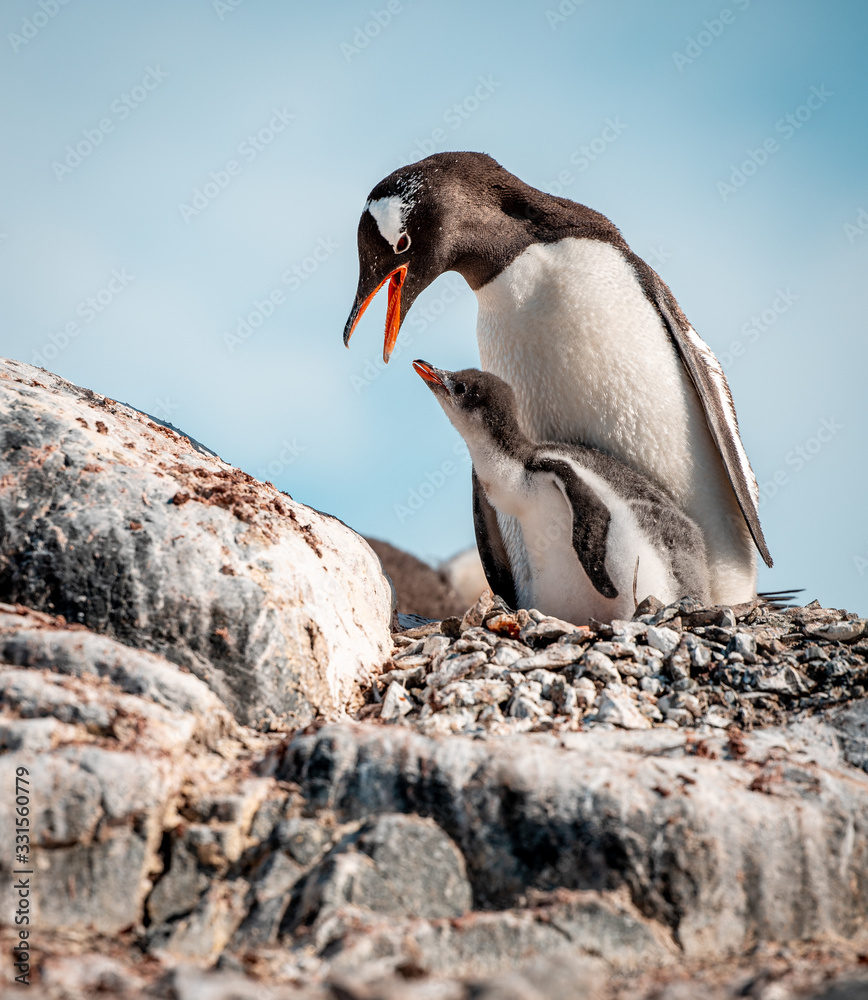 Fototapeta premium Gentoo penguin mother father with little chick feeding in Antarctica, Antarctic Penninsula 
