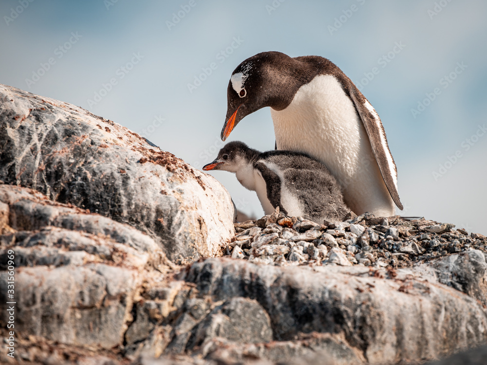 Fototapeta premium Gentoo Penguin mother taking care of a Little Penguin on a rock at Antarctica 