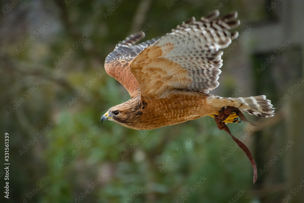 Fototapeta premium Red-shouldered Hawk flying in raptor show in Georgia.