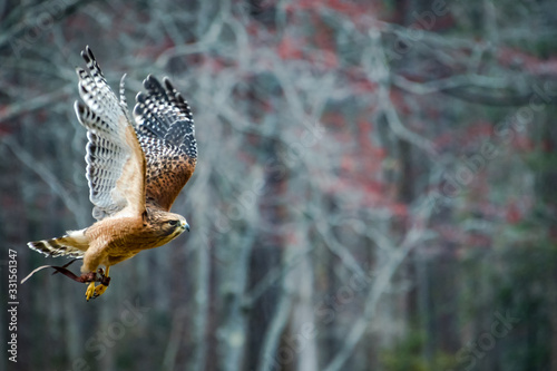 Red-shouldered Hawk flying in raptor show in Georgia.