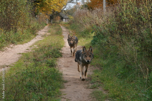 Pack of young wolves cubs near village and forest meeting hedgehog
