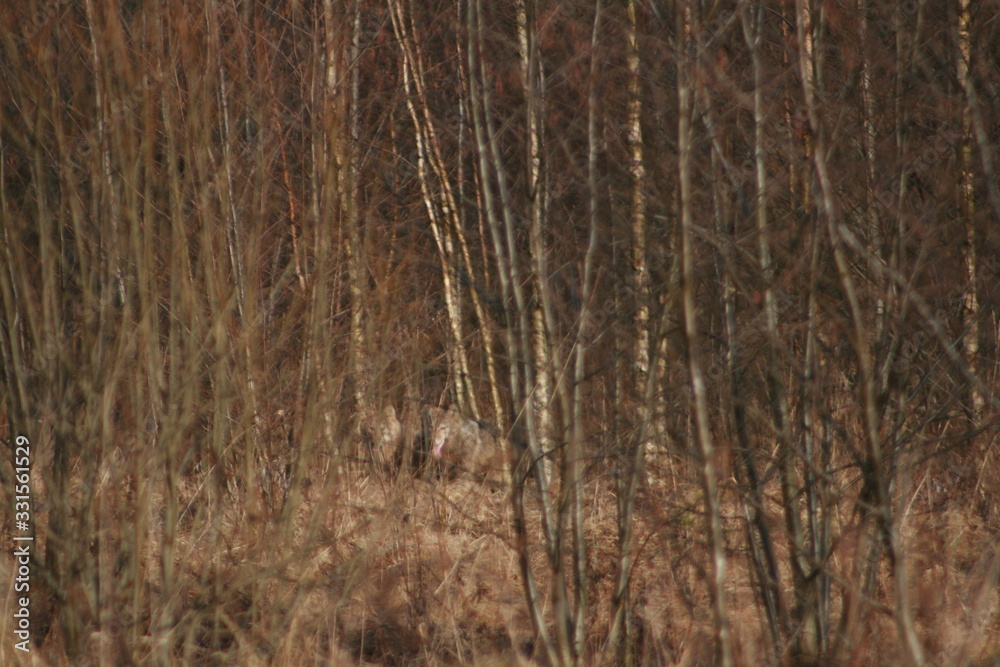 Wolf in autumn-winter forest near river, pond and swamp Wolf in autumn-winter forest near river, pond and swamp