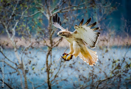 Photography Red-tailed hawk at raptor show in Georgia.