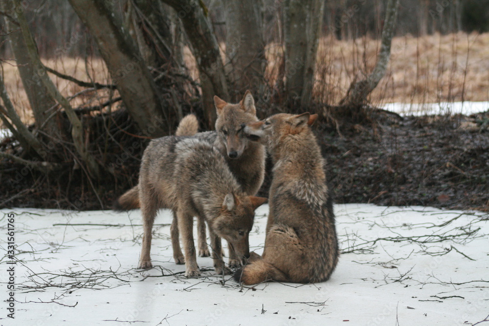 Wolf in autumn-winter forest near river, pond and swamp Wolf in autumn-winter forest near river, pond and swamp