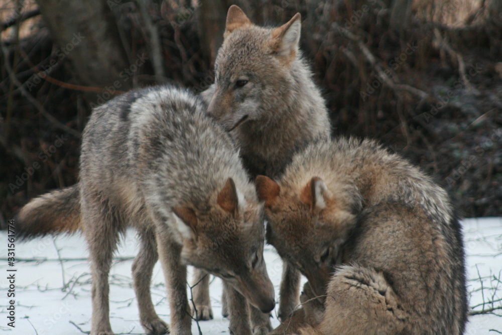 Wolf in autumn-winter forest near river, pond and swamp