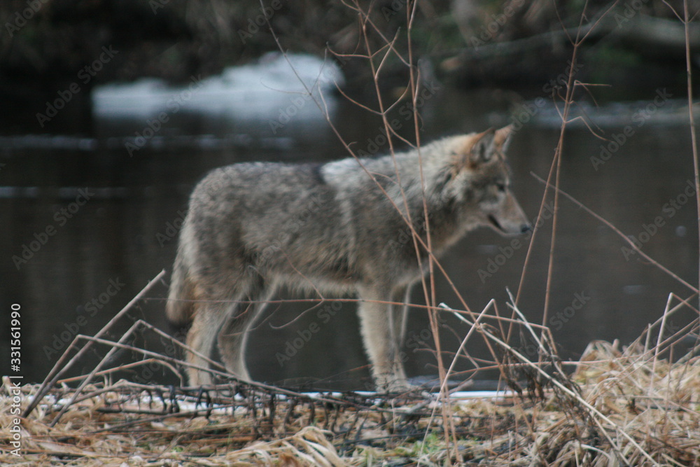 Fototapeta premium Wolf in autumn-winter forest near river, pond and swamp