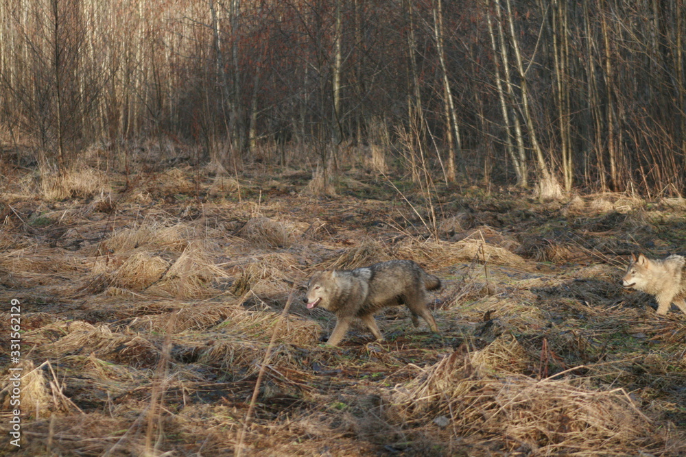 Wolf in wild forest during spring, summer and autumn