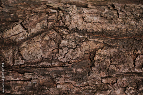 wood skin texture old wood detail nature abstract