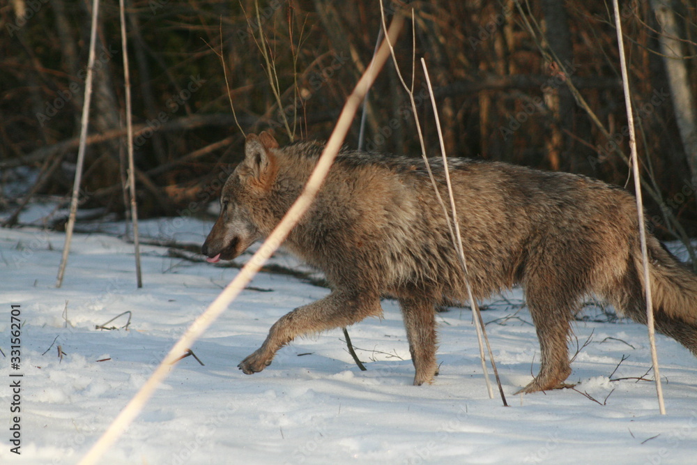 Wolf in wild forest during spring, summer and autumn Wolf in wild forest during spring, summer and autumn