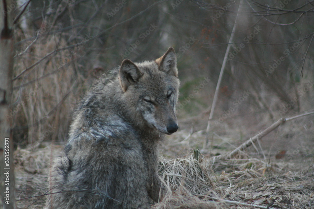 Wolf in wild forest during spring, summer and autumn Wolf in wild forest during spring, summer and autumn