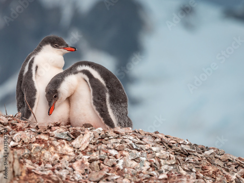 young gentoo penguin babies on the rocks in mountain scenery in antarctica 