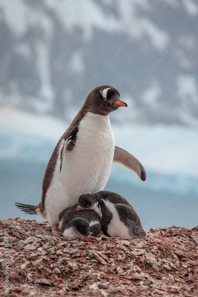 Naklejka premium Gentoo Penguin mother taking care of a Little Penguin on a rock at Antarctica 