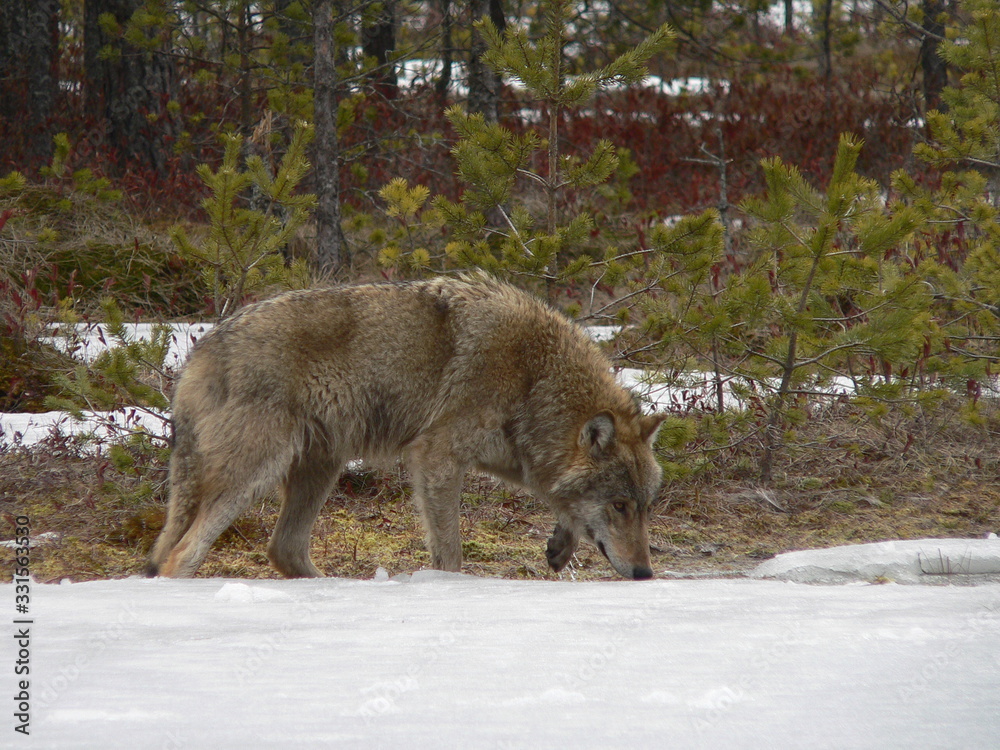 Wolf in wild forest during spring, summer and autumn Wolf in wild forest during spring, summer and autumn