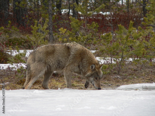 Wolf in wild forest during spring, summer and autumn