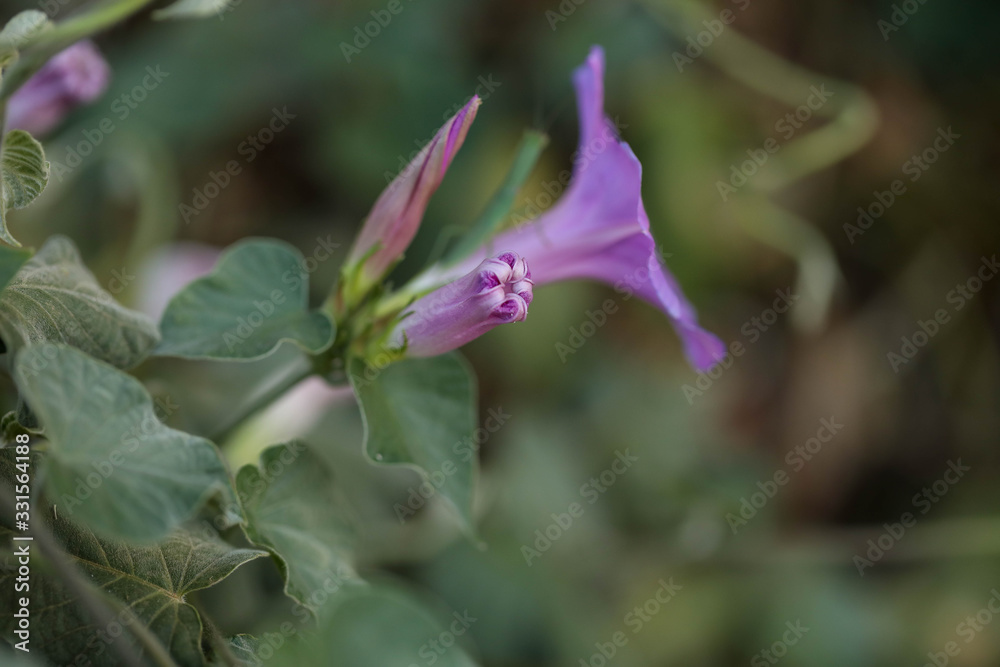 Morning glory flower buds close up. Purple flowering vine, vigorous growing weed. Morning glory flower buds close up. Purple flowering vine, vigorous growing weed.
