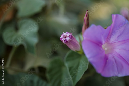 Morning glory flower buds close up. Purple flowering vine  vigorous growing weed. 