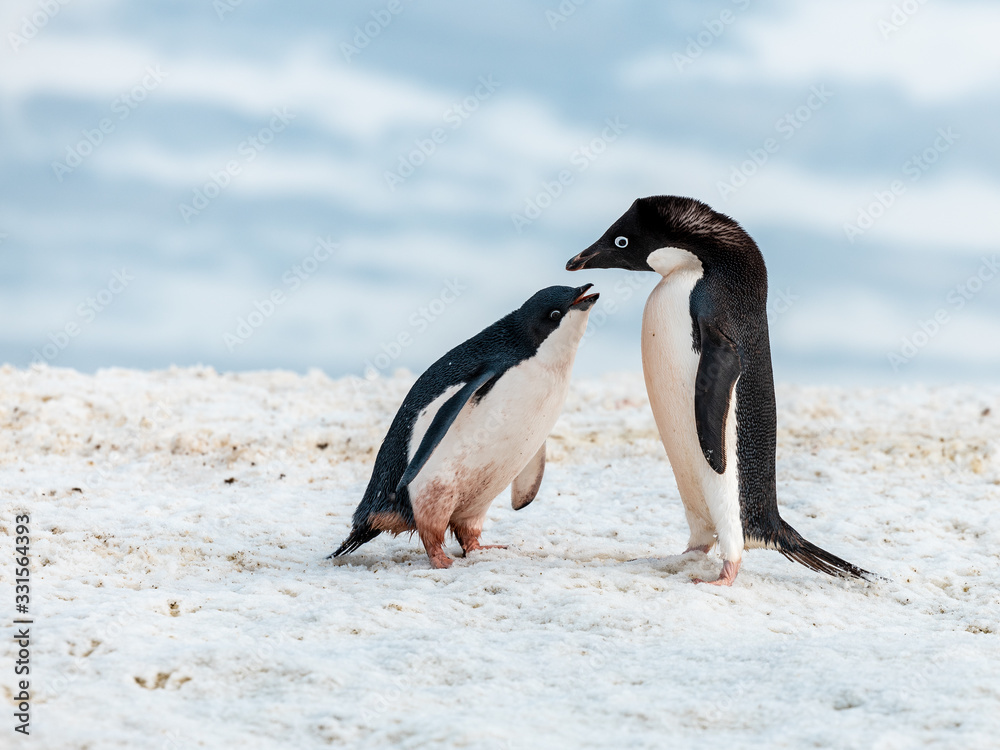 Obraz premium penguin on the beach in antarctica, feeding 