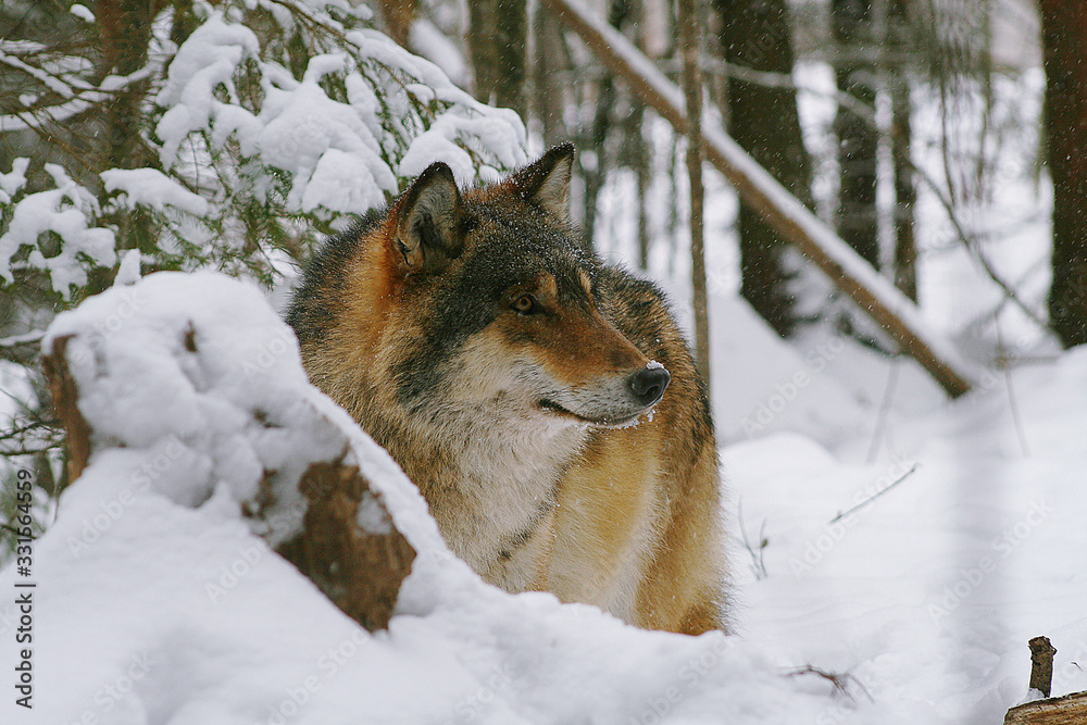 Fototapeta premium Wolves expressing emotions and howling in the wild winter forest with snow