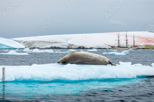 seal in antarctica, landscape with iceberg and sailing ship 