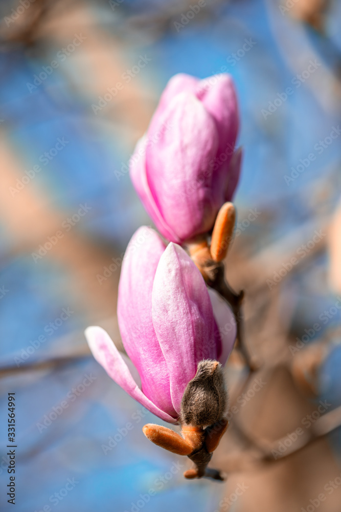 Pink magnolia flowers on tree in spring season with blue sky background