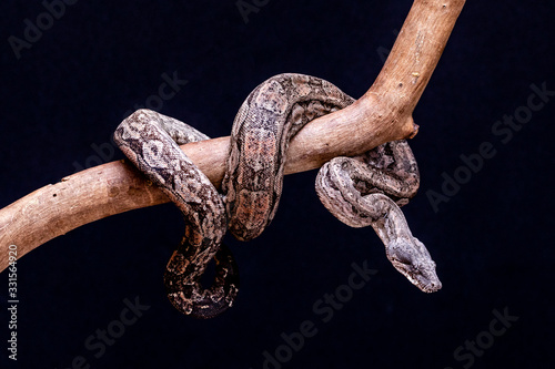 Boa constrictor occidentalis, also commonly known as the Argentine boa, is a subspecies of large, heavy-bodied, nonvenomous, constricting snake. photo