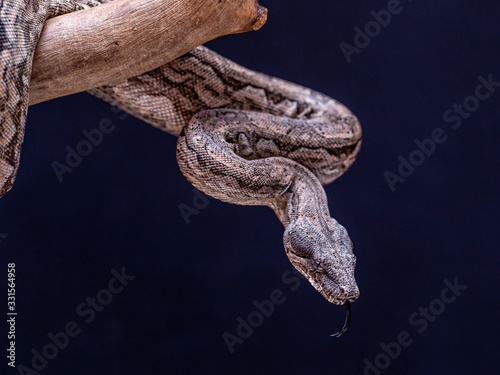 Boa constrictor occidentalis, also commonly known as the Argentine boa, is a subspecies of large, heavy-bodied, nonvenomous, constricting snake. photo