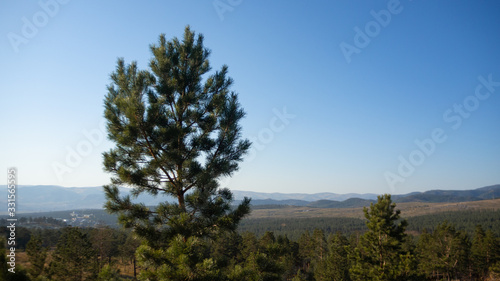 pine and blue sky