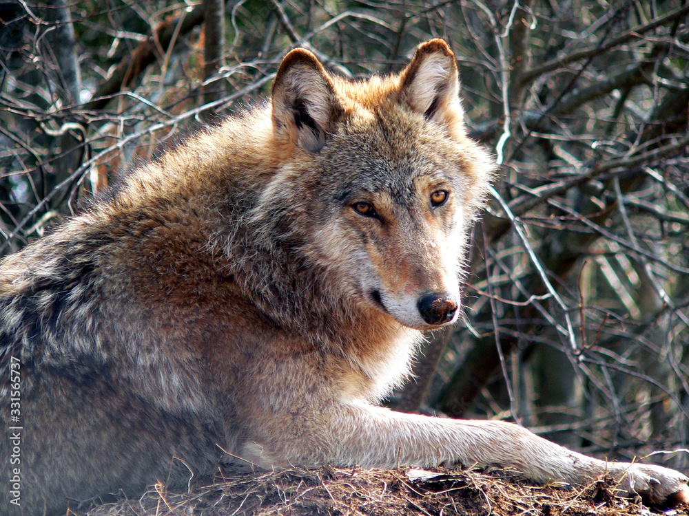 Fototapeta premium Wolf in summertime with grass and flowers