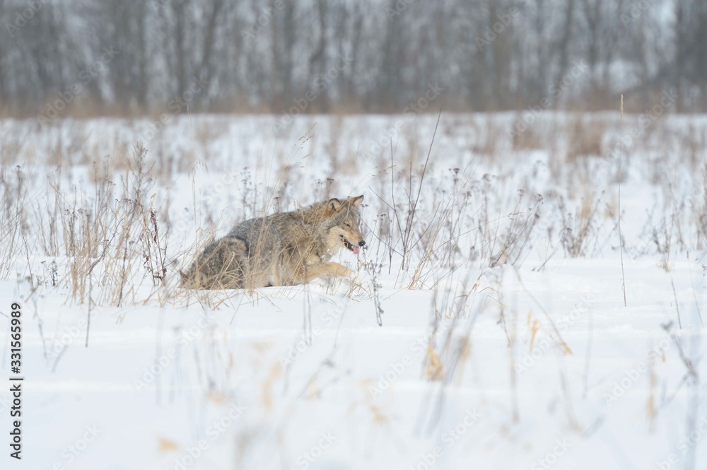 Obraz premium Wolves in Chernobyl radioactivity region running among abandoned hoses with cold winter and deep snow