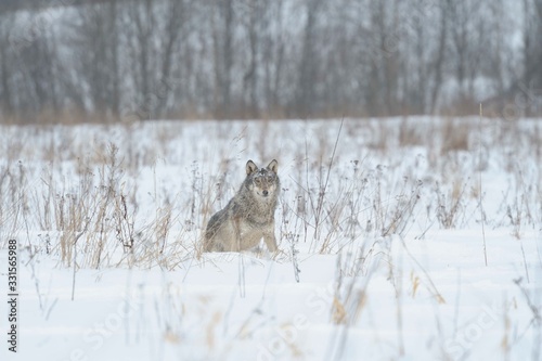 Wolves in Chernobyl radioactivity region running among abandoned hoses with cold winter and deep snow © adventure