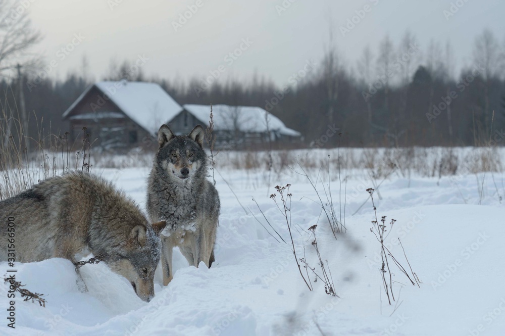 Obraz premium Wolves in Chernobyl radioactivity region running among abandoned hoses with cold winter and deep snow