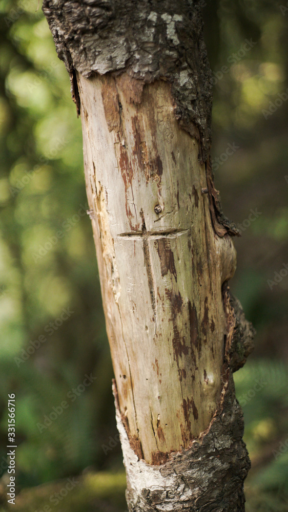 Obraz premium Cross carved into a dead tree in a green forest