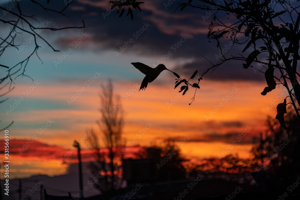 Fototapeta premium Hummingbird and a amazing sunset