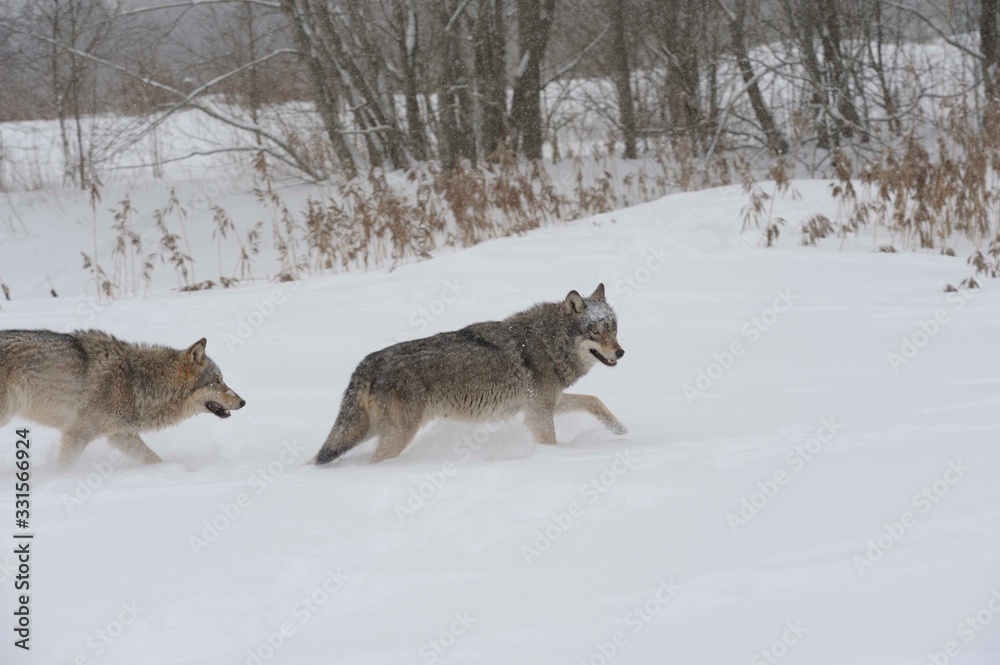 Naklejka premium Wolves in Chernobyl zone at winter and snow