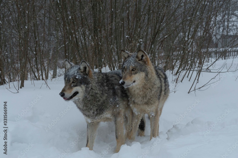 Naklejka premium Wolves in Chernobyl zone at winter and snow