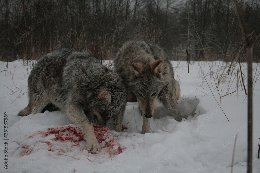 Fototapeta premium Wolves in winter and victim, expressions emotions and howling