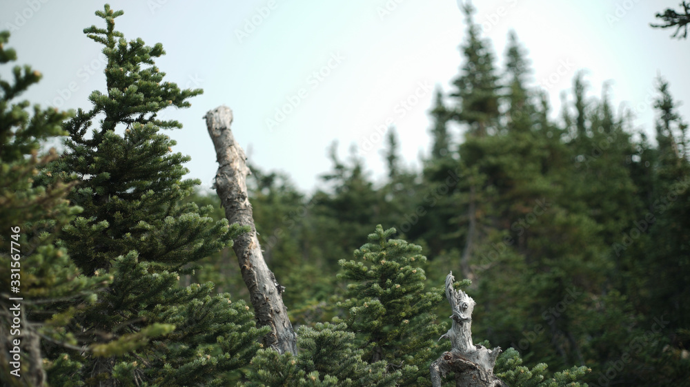 Fototapeta premium evergreens in a mountain range in british columbia canada