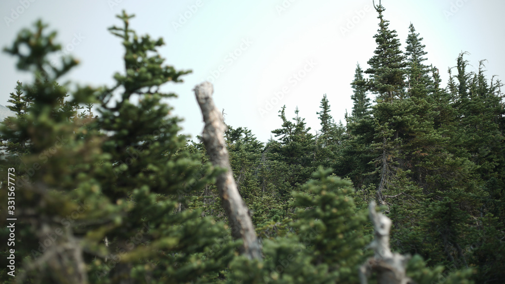 Fototapeta premium evergreens in a mountain range in british columbia canada
