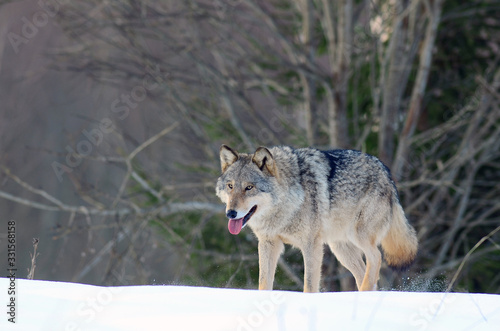 Wolves in winter and victim  expressions emotions and howling