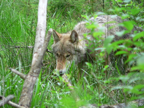 Wolf in summer walking near river and flowers