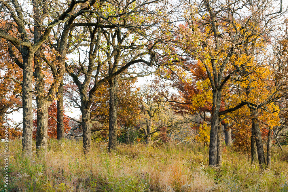 Afternoon sunlight on a Midwest oak savanna in peak autumn colors. Afternoon sunlight on a Midwest oak savanna in peak autumn colors.